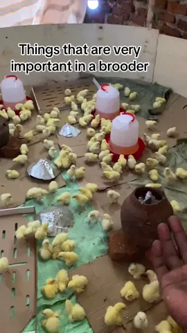 How to make a perfect brooder for chicks. #broilers #broilervslayers #farming #poultry #layers 