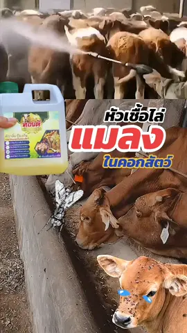 #ไล่แมลง #ไล่แมลงคอกวัว #วัว 