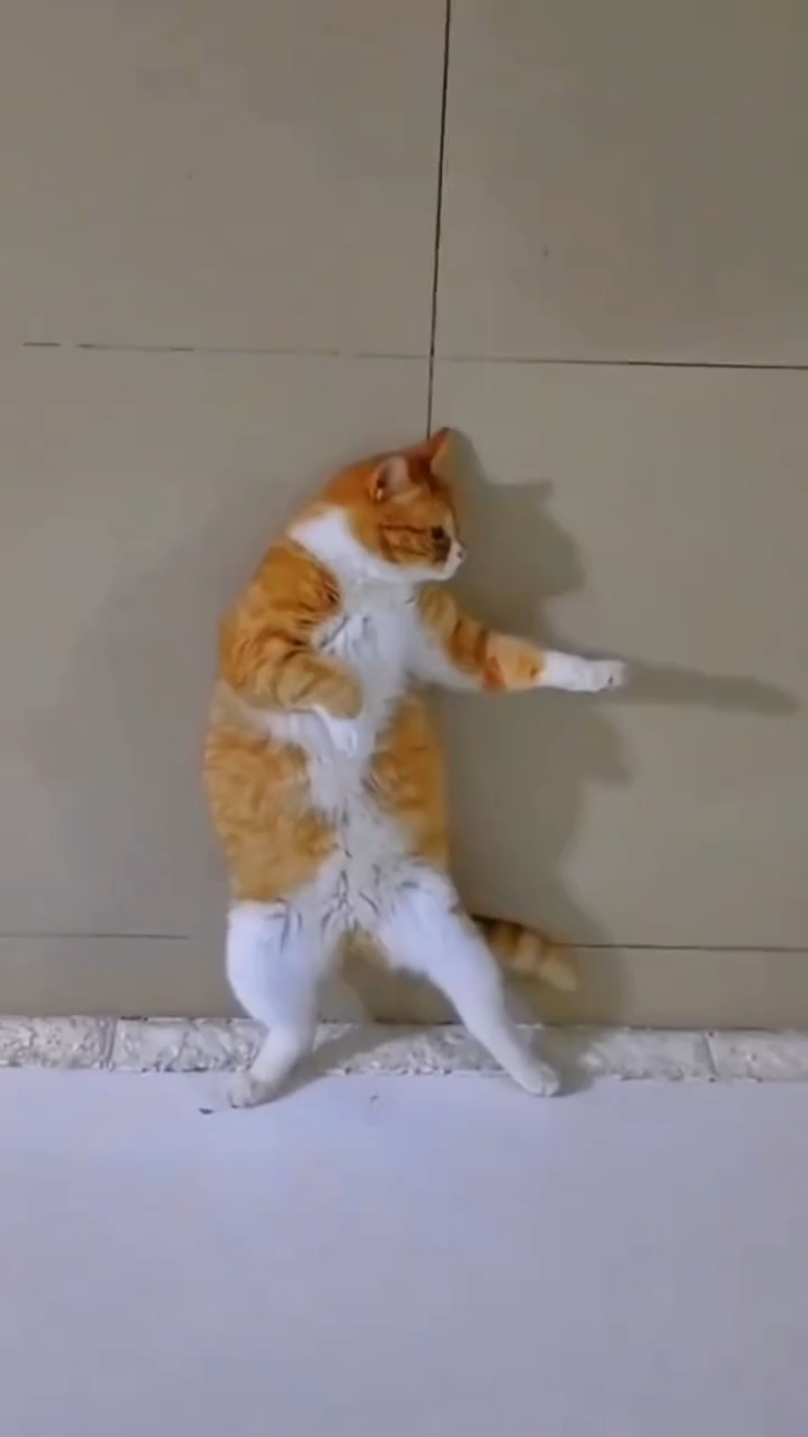 Part 1 | Kompilasi Tingkah Konyol Kucing 🐱 #cat #kucing 