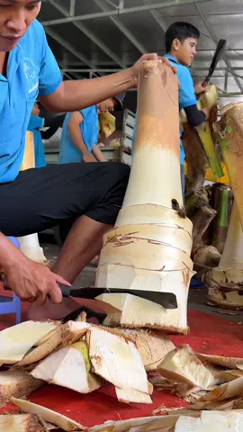 Edible Coconut Tree Cutting & Packing Process in Vietnam 📍Củ Hủ Dừa Chí Tâm https://maps.app.goo.gl/CAzsrTC7VHNcUWxQ7 Số 95C QL60, ấp An Mỹ, Châu Thành, Bến Tre 86216 Vietnam ⏰ 7:30 am open #coconuttrees🌴 