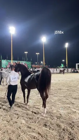 بطل المركز الاول في فئنه دي دنادن  . #اف_ايه_الرشيم ❌ ام راندي . ملك مربط العروبه  . #بطولة_الصواري_بجده 2024 #خيل_وخياله🐎 #خيل_عربي 