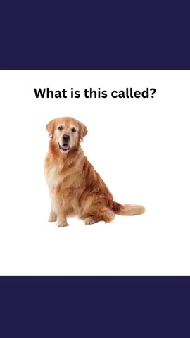 farm animals #basicenglishquiz #englishlanguage #spokenenglishquiz #quiz #farm #animal #vocabulary