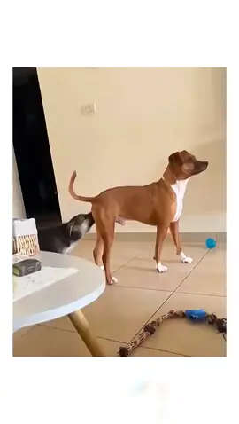 The end 🤣🤣 #pet #cat #dog #cute #animals #foryou #typ