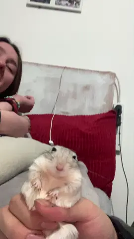 Not a single though behind those eyes… . . . #humour #fyp #animalsfunny #viralvideos #fyppp #pets #gerbils #notasinglethoughtbehindthoseeyes 