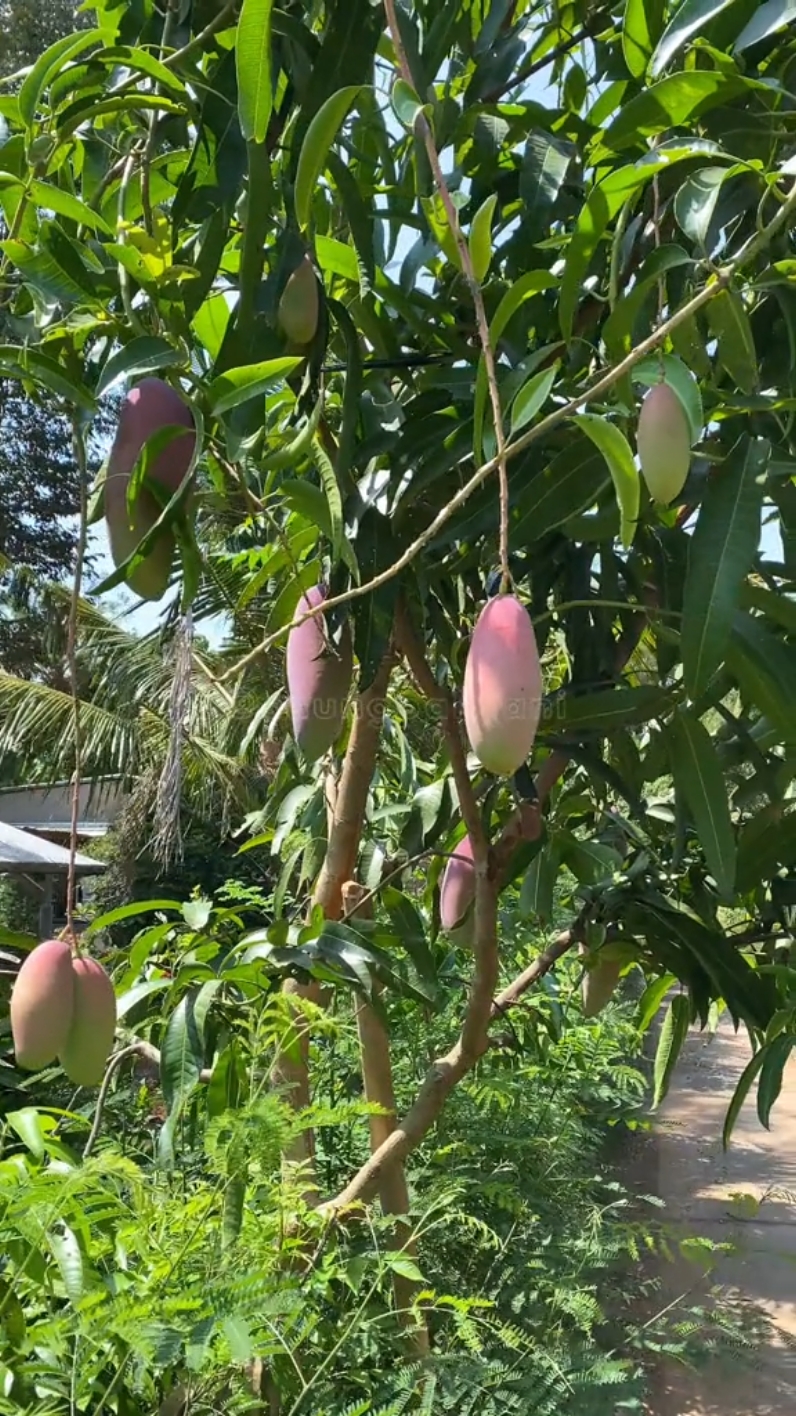 Warnanya merah muda menggoda mata, Mangga jenis RED IVORY ini memiliki citarasa kuat dengan ketebalan daging yang sangat istimewa. Anda tidak akan percaya jika belum mencoba memakannya langsung betapa tipis biji buahnya. Info Pembelian Bibit, kunjungi @saungpaktani segera!! #ManggaREDIVORY #RedIvory #Mangga #BibitMangga #JualBibitMangga #BibitManggaGrosir #GrosirBibitMangga 