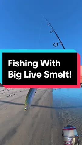 Fishing wkth LIVE Smelt! 🐠 #fishing #livebaitfishing #fishingtiktoks #fishingvideo #fyp #fishtok #saltwaterfishing #fishinglife #livebait #spottedbaybass 
