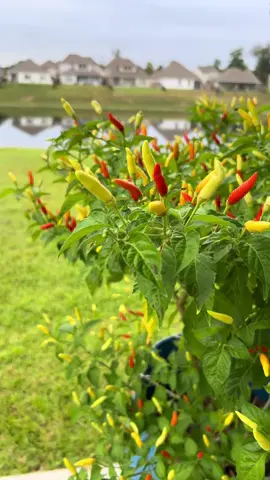 My capsicum annuum - #fypシ #foryou #foryoupage #fyp #fypp #homegrown #food 