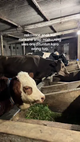 manjing kasuargan nggih pak mbok🥰 #peternaksapiindonesia #lembundeso 