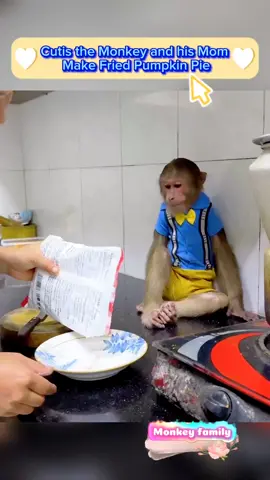 Cutis the Monkey and his Mom Make Fried Pumpkin Pie #newyork #pet #cutemonkey #babymonkey #monkeys #pets #animals #animal #monkey 