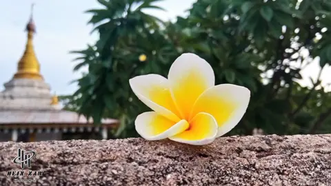 ‌တွေ့ခွင့်ရမှ မင်းမျက်နှာလဝန်း ကြည့်ခွင့်တစ်ခါ မြင်ခွင့်တစ်လှည့် #ချစ်သူသိစေ #ခင်မေင်တိုး #forbaby #photographybyhein #foryou  #Foryou  #fypシ  #fyp  #fyppppppppppppppppppppppp 