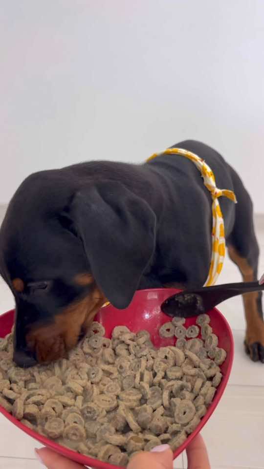 僕ちんまだ硬いものを食べれなくてバキバキ音じゃないです👼🏻 #ドーベルマン　#doberman #dobie #愛犬#dobermanpinscher #dobermann #dogasmr #asmr #咀嚼音 #犬ご飯　#mukbang #rawfood #dogmukbang #dogeating