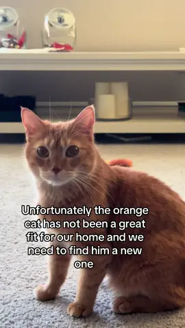 Brother Drama #cat #catsoftiktok #blackcat #orangecat #cats #fyp #creatorsearchinsights 