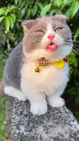 Baby cat cute #cat #catsoftiktok #cats 