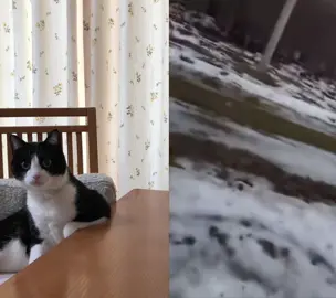 💥  #cat #funny #tiktok 