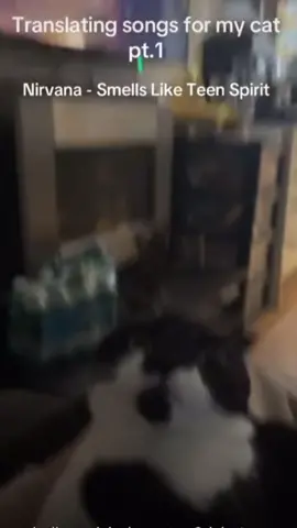 #cats #pets #nirvana #fans #funny #relatable #nostalgia 