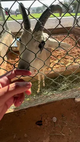 وصلنا  |Part 3  📍محمية الشعبه 🦌😍@Eiman  @Eiman 