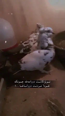 #ئەکتیڤبن🥀🖤ـہہـ٨ــہ #یەکتۆز😁ئەکتیڤ #کوردستان #هەولێر_سلێمانی_دەهۆک_ڕانیه_کەرکوک #شقلاوە #زیکۆ💖 