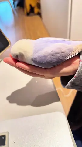 Will your parrots do the same? So cute#parrot #bird #cute #animal #pet #parrotsoftiktok #tiktokviral 