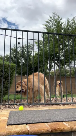 Blue on a mission and Tub the supervisor 🤓🎾 #goldenretriever #goldenbros #tub #blue 