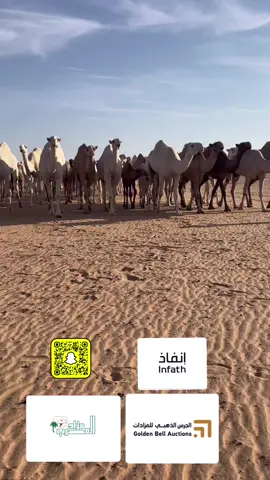 #اكسبلورexplore #عطايا_الله🐪 