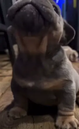 #fyp #parati #foryou #foryoupage #viral #dog #dogsoftiktok 🤍🫣🥰🐶