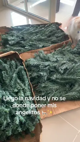 Llego la navidad y no se donde poner mis angelitos! 🐈❤️✨ #michi #gato #catoftiktok #navidad #angel #arbolitodenavidad🌲 