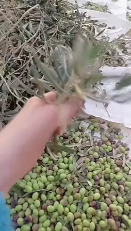 #عالاربعه_ونص_🤣#موسم_الزيتون#قطاف #الزيتون #شاركونا #🤍 #دعابات #هههههههههههههههههههههههههههههههههههههه #الشعب_الصيني_ماله_حل😂😂 #رايحين_نسرق #🤣 