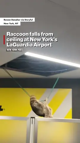 A raccoon fell through the ceiling of the #SpiritAirlines terminal at #LaGuardia Airport, much to the shock and horror of travelers. 😱