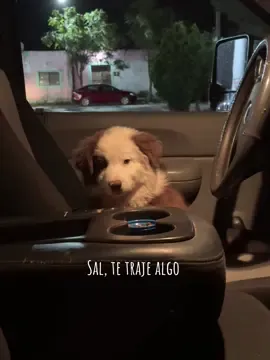 Un dia después de llevar 2 te traje algo salio un hola me voy a ir a vivir con tigo #parati #fyp #detalles #regalo #especial #pareja #dog 