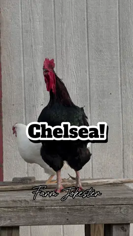 Chelsea!, Oh Chelsey!, Chelsie! Come get your bird! . #chelsea #chelsey #names #chelsie #chicken #backyardchickens #poultry #hens #eggs #joke #haha #farming #chickens #chickensofInstagram #hilarious #lol #crazychickenlady #crazychickenman #laugh #happychickens #chickenlife #petchickens #hensofinstagram #happyhens #freerangechickens #animals #farmjokester #nameyellingchicken #michaelsalerno