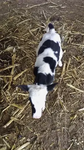 عجل صغير #عجل#cow #farming #مزرعة #بقر #aloushfarm #مواشي #ولادة 