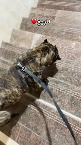 #foryou #fyp #fypシ #اكسبلورexplore #Love #dog 