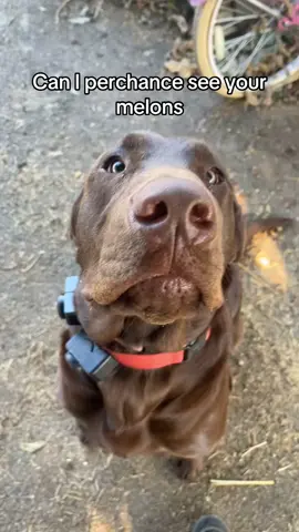 #fypシ #fyp #funny #chocolatelab #meme #treatyoakrevival #election 