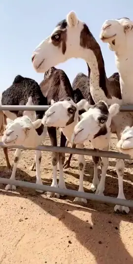 إبل قبيلة الطوارق الأمازيغية (البربر) سكان الصحراء الأفريقية من موريتانيا في الغرب الى تشاد شرقا وتشمل الجزائر وليبيا والنيجر وبوركينا فاسو ومالي، تمتلك نوع نادر من الإبل بلونين، يُقال أنها نوع هجين من الإبل والزراف، تُسمى إبل الطوارق،سبحان الخالق.