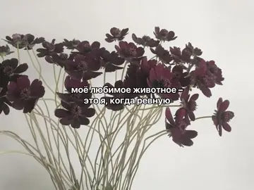 #wmelssn .  . может мне перейти на такой формат .  . #notvirt #foryouu #тренд #врекпж #щп #ревность 
