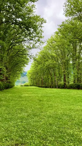 სალხინო🥹🌿🍃🌱#foryoupage❤️❤️ #fypシ゚ #foryo #beautiful #სამეგრელო #სალხინო #სილამაზე #სოფელი #დადიანებისსაგაზაფხულორეზიდენცია♥️ 