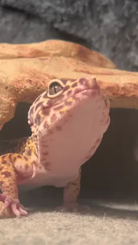 Replying to @™️ Update on my leopard gecko Gary!  #leopardgecko #reptile #leopardgeckogary #gecko #pets 