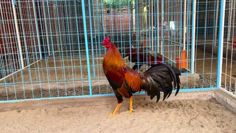 Mini🥰🥰🥰🥰