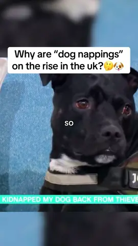 Its getting out of control now🤯 #dogs #stolendog #doglovers 