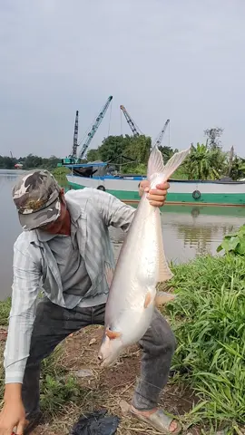 cầu rạch tra Bình Mỹ. Cá tra lớn nhé 
