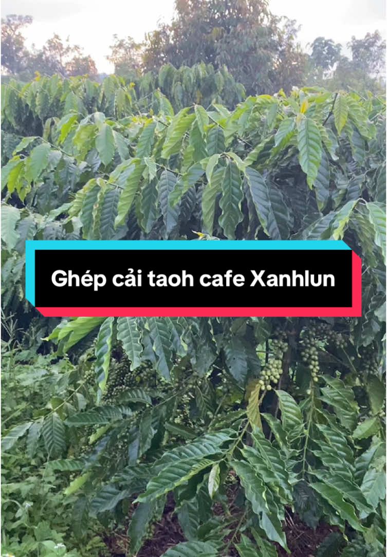 Cà phê ghép cải tạo năm 2 #cafe #nongnghiepvietnam #nongnghiephiendai #organicfarm #xuhuongtiktok #cafetaynguyen 
