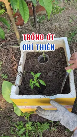 Trồng ớt chỉ thiên. #trongot #cayot #otchithien #loanlamvuon #trichoderma #trongcay 