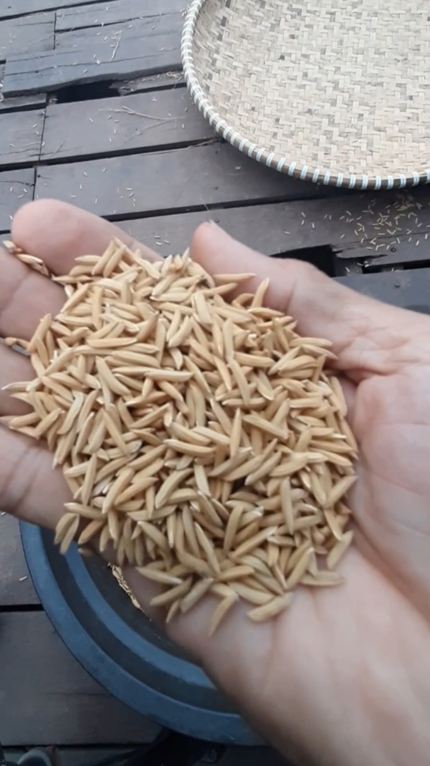 Manampi Paung Bibit Banih #amankubuy #aktivitaspetani  #bibitpadi  #manampibanih  #banihpaung #bibitpadimayang  #barasmayang #videoviral #videotiktok #fyp #petaniviral 