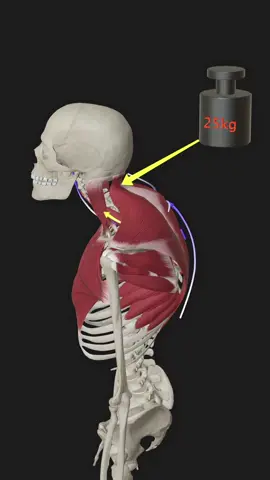 Anatomy 3D #3d #anatomy #animation 