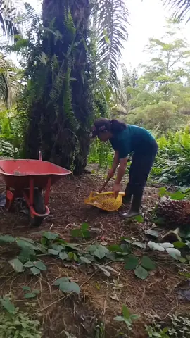 #kulisawitkalimantan #jogettiktok_pemanasan berondol sawit@uncatslludhatimbn 