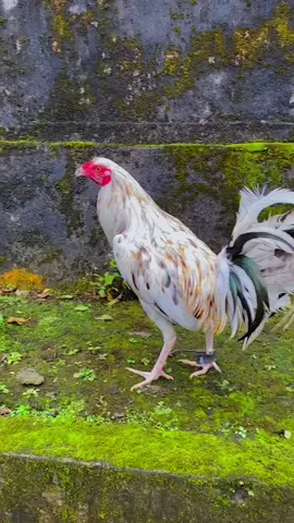 Dari 6 bersaodara sudah 4 ekor win smoga saodara nya bisa win lagi nanti👏  #betetbalicross