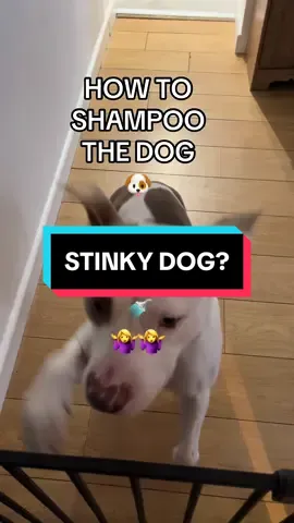 Laika is a bit of a smelly monkey 😂🐶🐶🐶🐶🐶 #dogs #doggo #dogsoftiktok #dogtok #tiktokmademebuyit #dogshampoo 