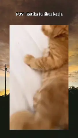 #cat #catsoftiktok #catlover #oyen #mager #liburkerja #foryou #fyp 