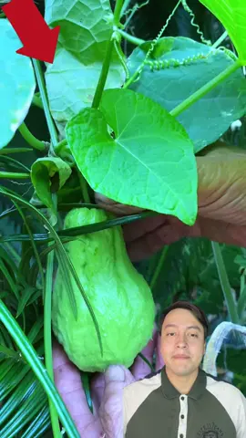 este abuelo hace algo increible con chayote #viraltiktok