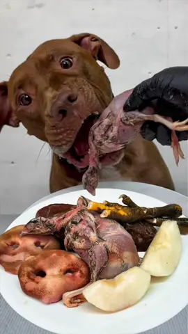 Pitbull ASMR#Mukbang #asmr #satisfying 
